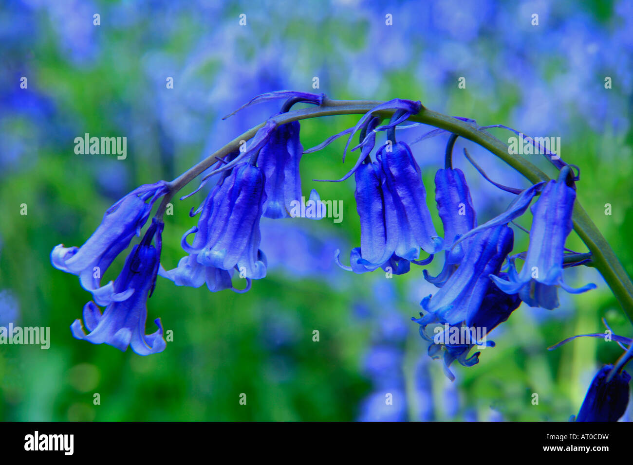 Bluebells wild fiori di primavera Hyacinthoides non scripta in una zona boschiva Cambridgeshire England Regno Unito Regno Unito Foto Stock