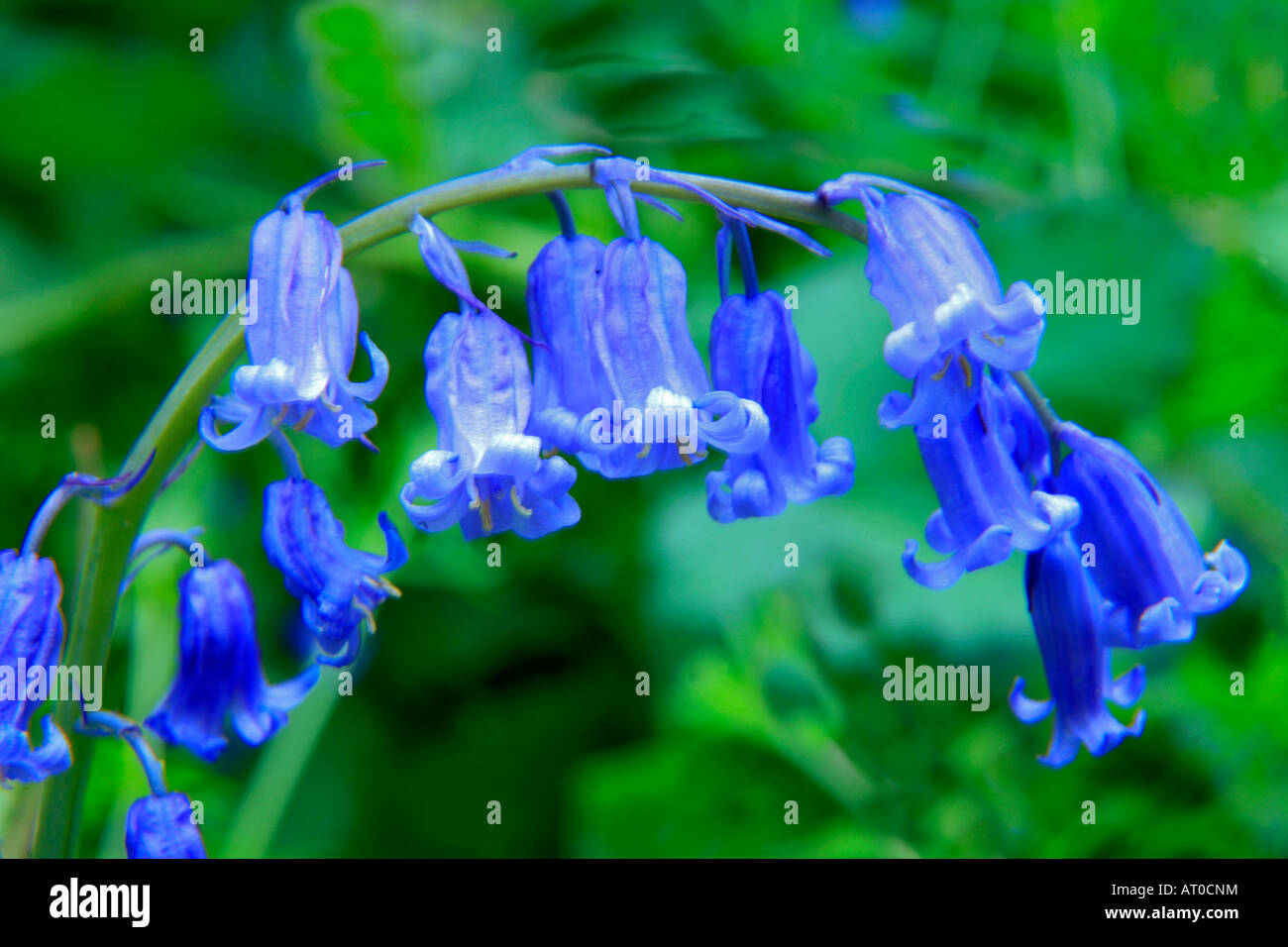 Bluebells wild fiori di primavera Hyacinthoides non scripta in una zona boschiva Cambridgeshire England Regno Unito Regno Unito Foto Stock