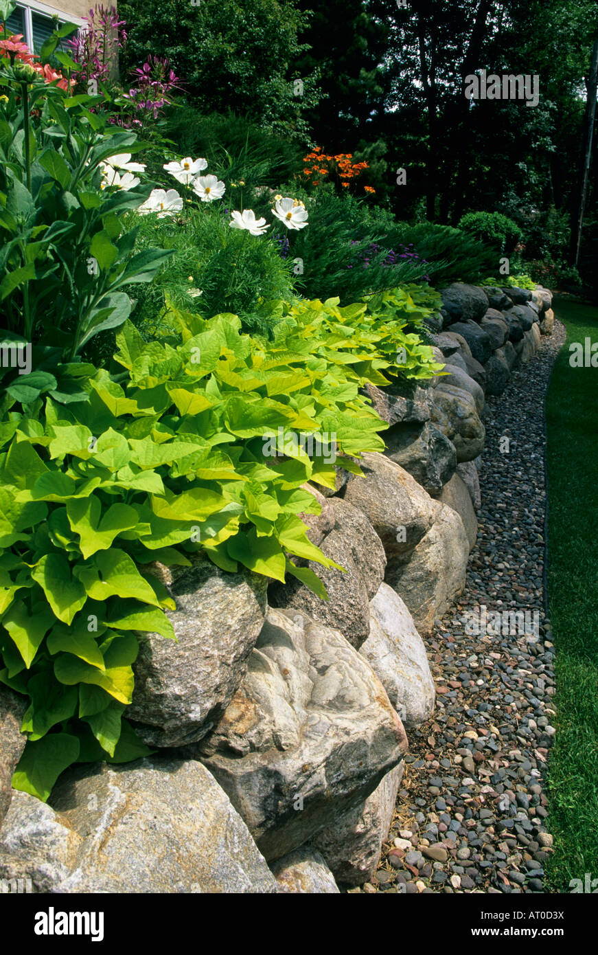 Parete di Boulder in Minnesota giardino a più livelli con patate dolci della vigna e SONATA WHITE COSMO LUGLIO. Foto Stock