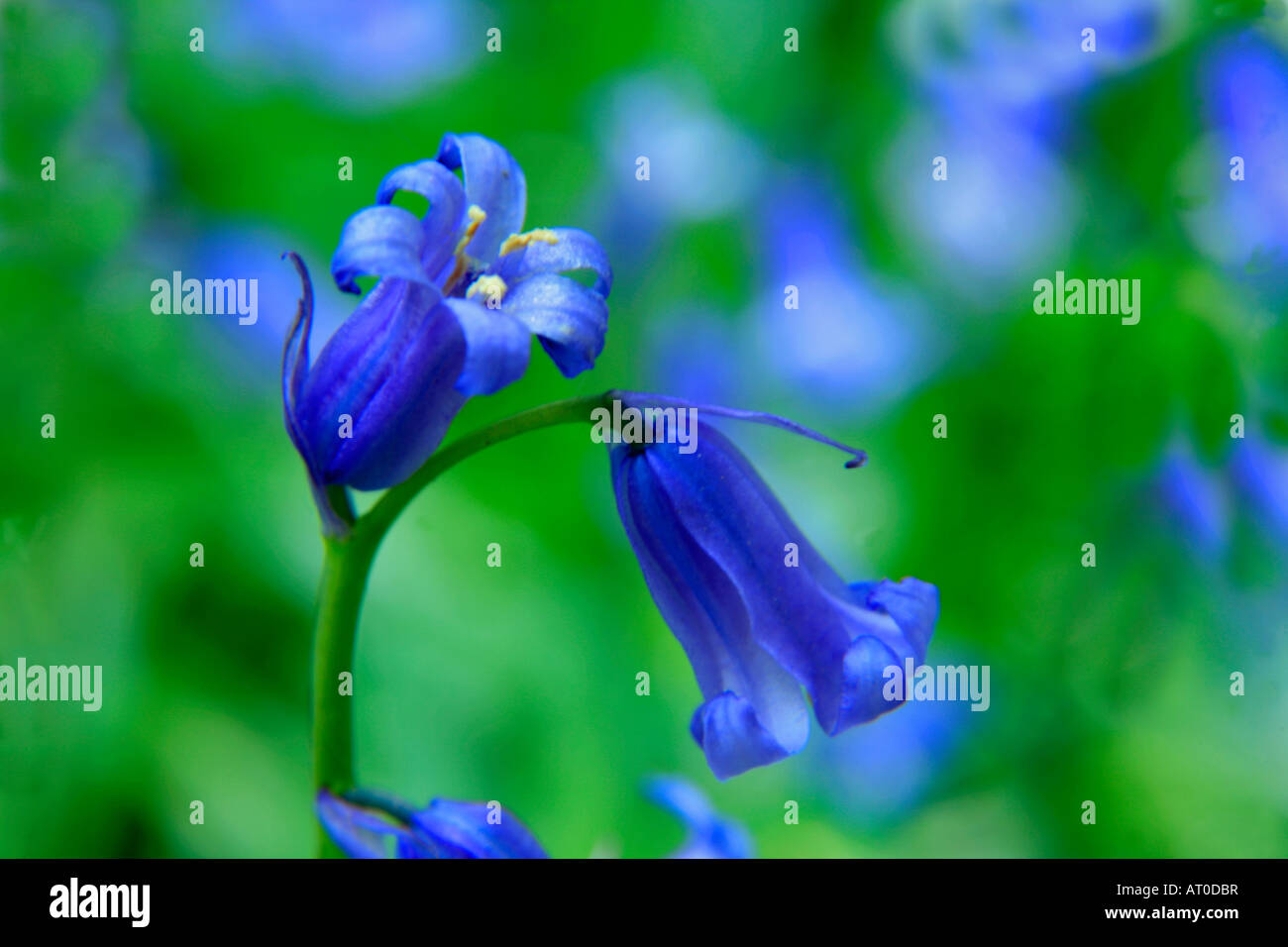 Bluebells wild fiori di primavera Hyacinthoides non scripta in una zona boschiva Cambridgeshire England Regno Unito Regno Unito Foto Stock