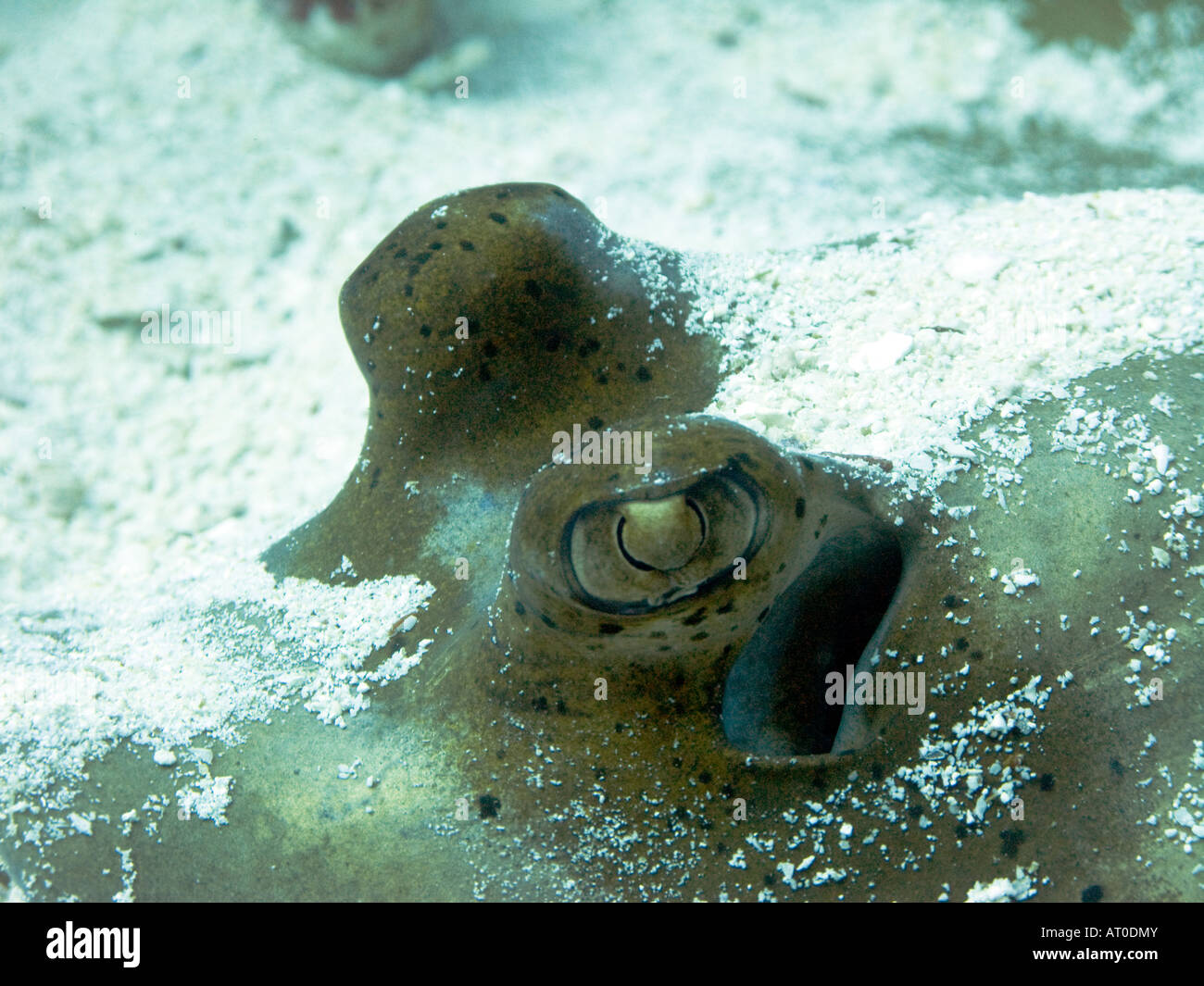 Primo piano degli occhi di un bluespotted stingray, Dasyatis kuhlii, nascosto sotto la sabbia febbraio 2008, isole Similan, sul mare delle Andamane, Foto Stock