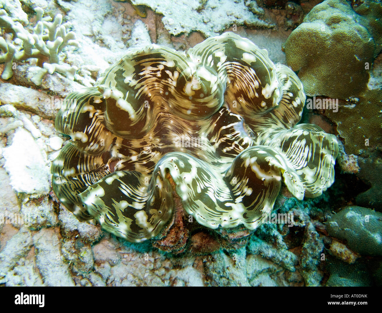 Vongola gigante, specie Tridacna Gennaio 2008, isole Similan, sul mare delle Andamane, Thailandia Foto Stock
