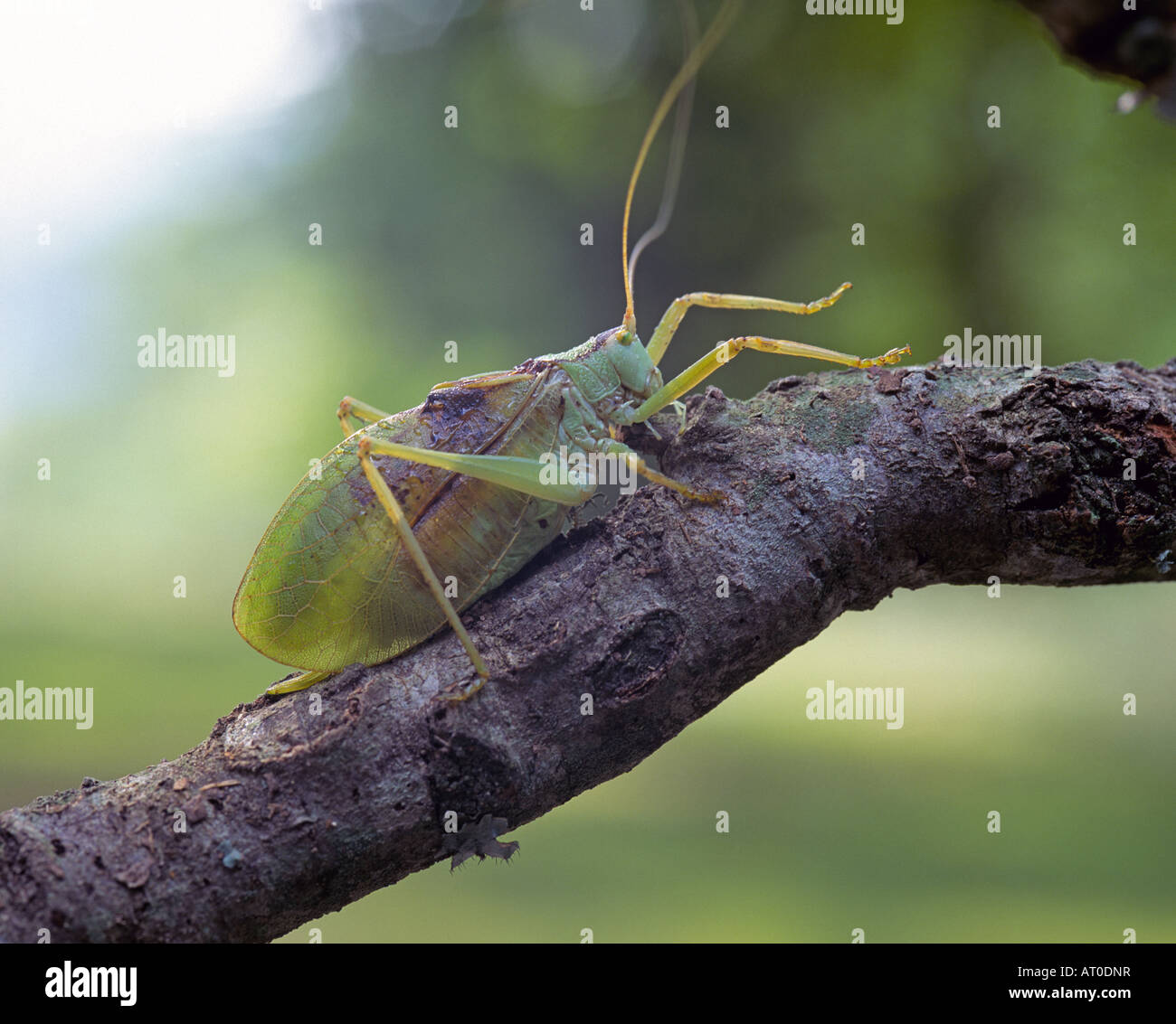 Un Katydid dalla famiglia di insetti Tettigoniidae sono chiamati bush grilli in Europa Foto Stock