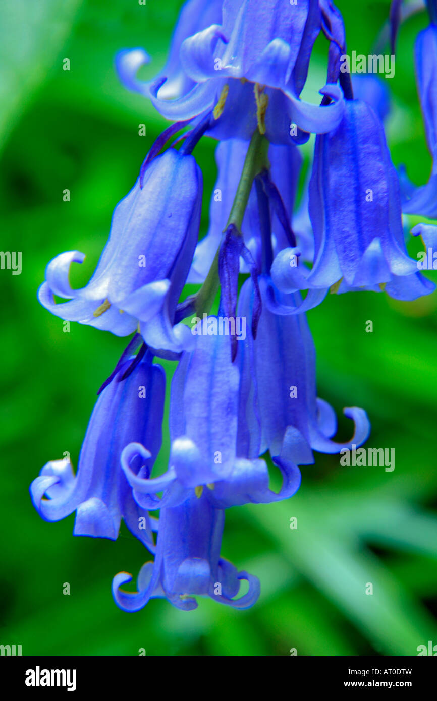Bluebells wild fiori di primavera Hyacinthoides non scripta in una zona boschiva Cambridgeshire England Regno Unito Regno Unito Foto Stock