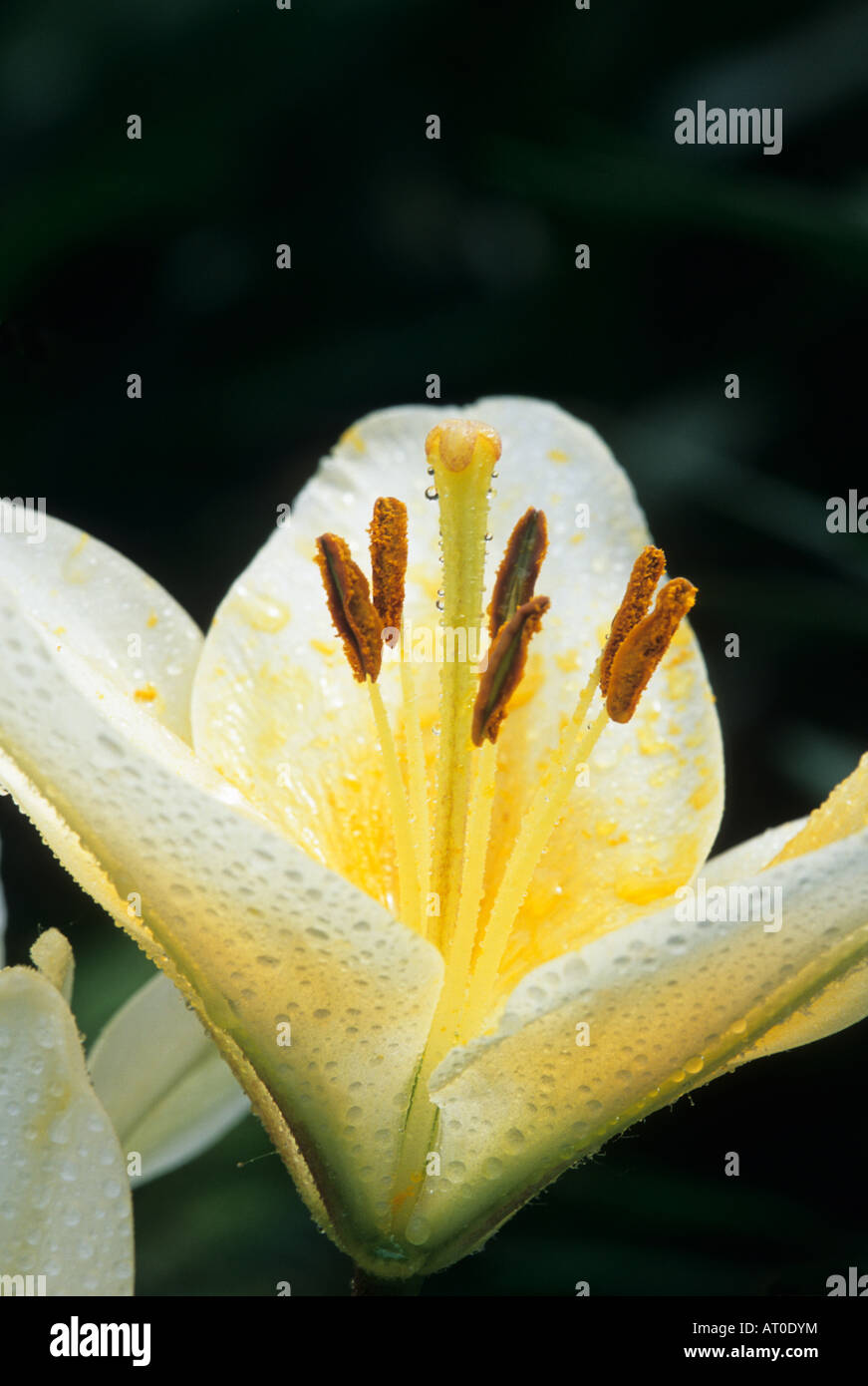 Gigli ibrida in Minnesota e giardino in luglio. Foto Stock