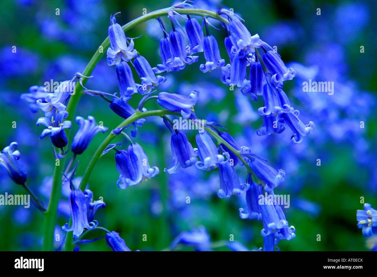 Bluebells wild fiori di primavera Hyacinthoides non scripta in una zona boschiva Cambridgeshire England Regno Unito Regno Unito Foto Stock