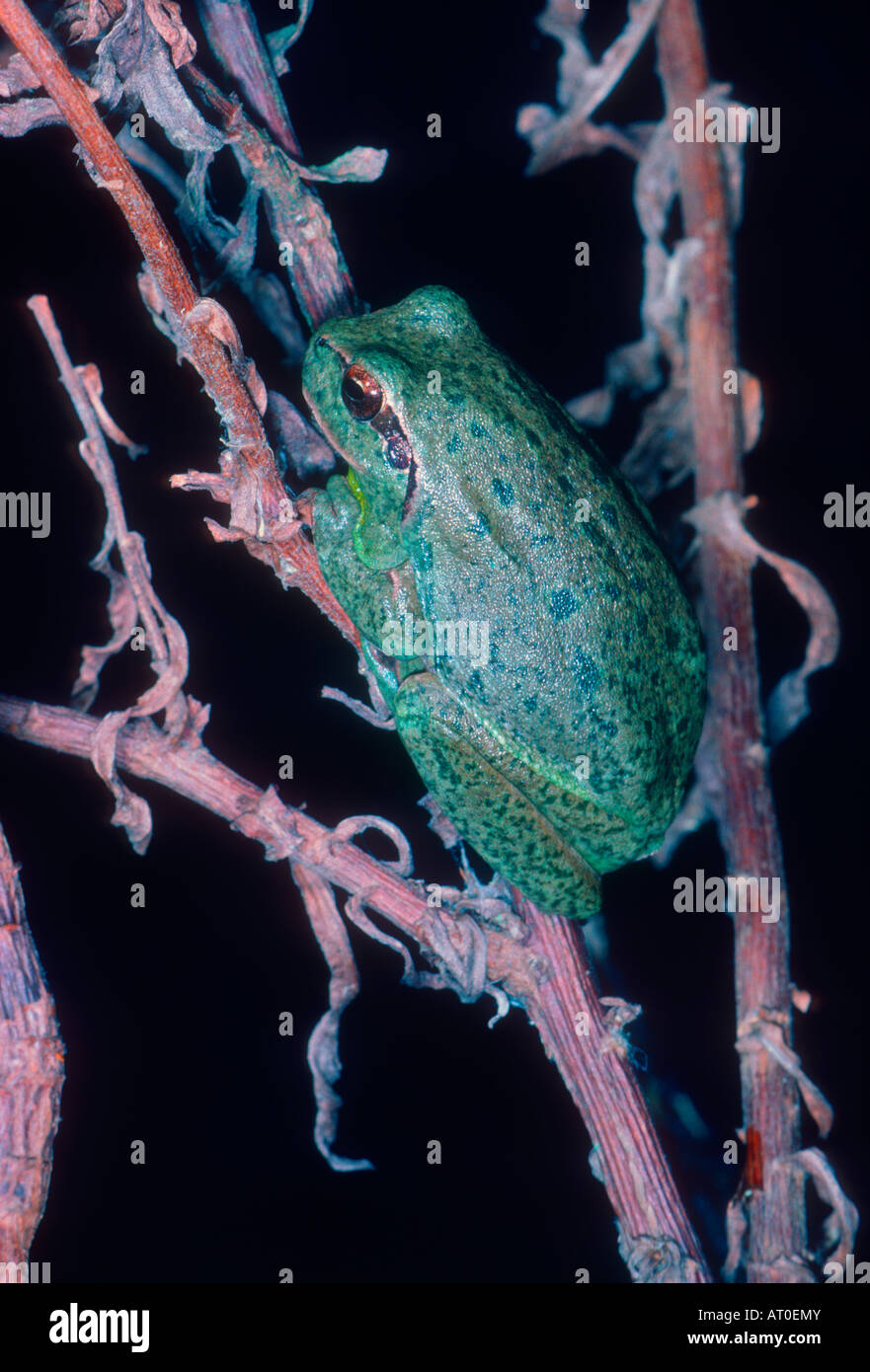 Stripeless raganella, Hyla meridionalis. Sullo stelo Foto Stock