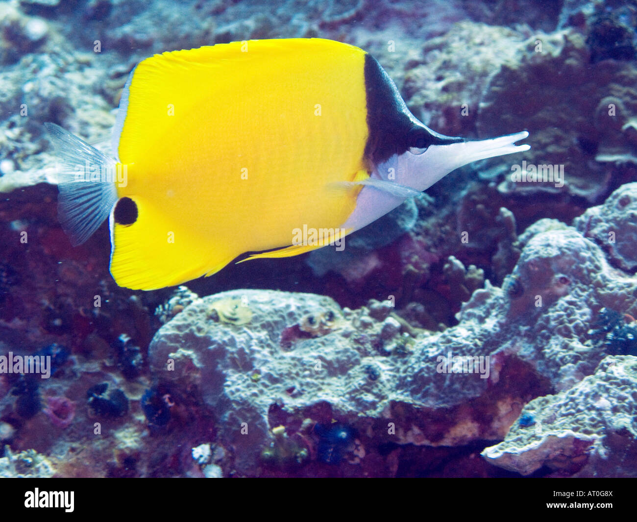 Grande a becco lungo, butterflyfish Forcipiger longirostris febbraio 2008, isole Similan, sul mare delle Andamane, Thailandia Foto Stock