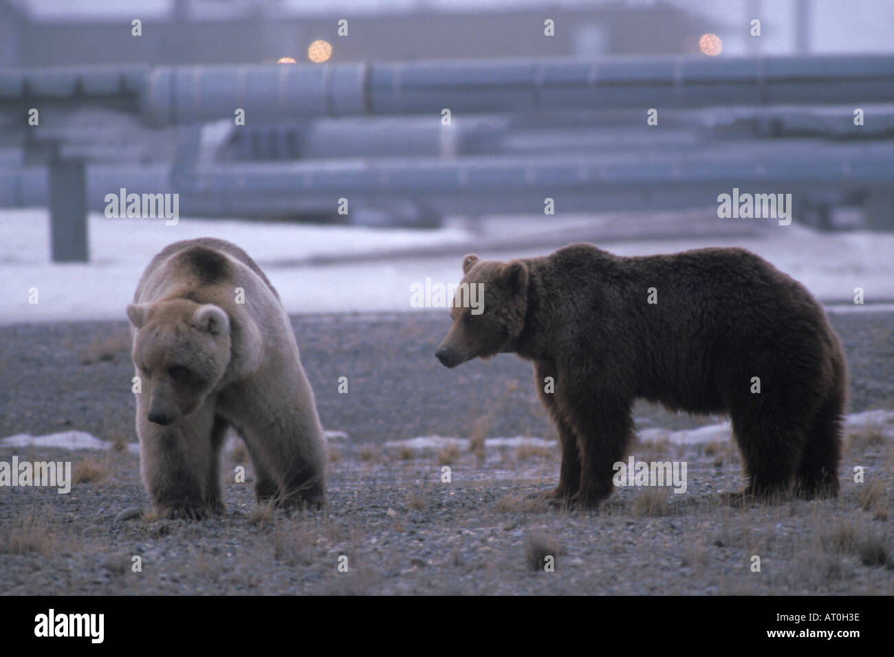 Orso grizzly Ursus horribils orso bruno Ursus arctos sow e recare in Prudhoe Bay centrale costa artica dell'Alaska Foto Stock