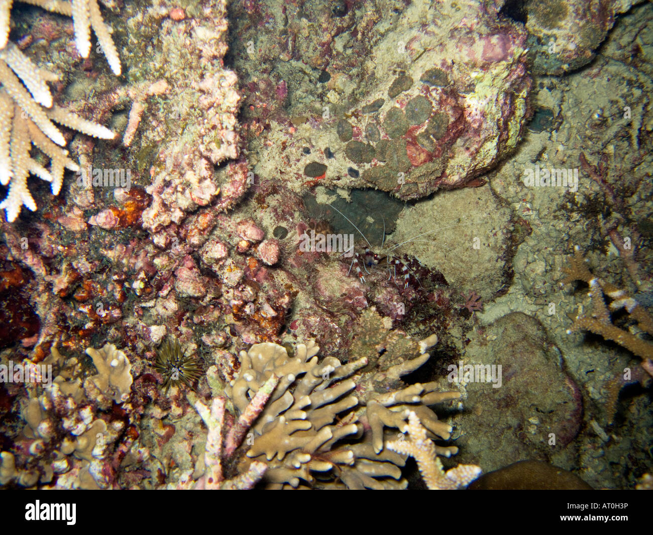 Nastrare boxer lesinano, Stenopus hispidus febbraio 2008, isole Surin, sul mare delle Andamane, Thailandia Foto Stock