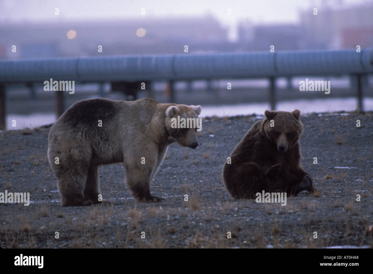Orso grizzly Ursus horribils orso bruno Ursus arctos sow e recare in Prudhoe Bay North Slope centrale costa artico Alaska Foto Stock