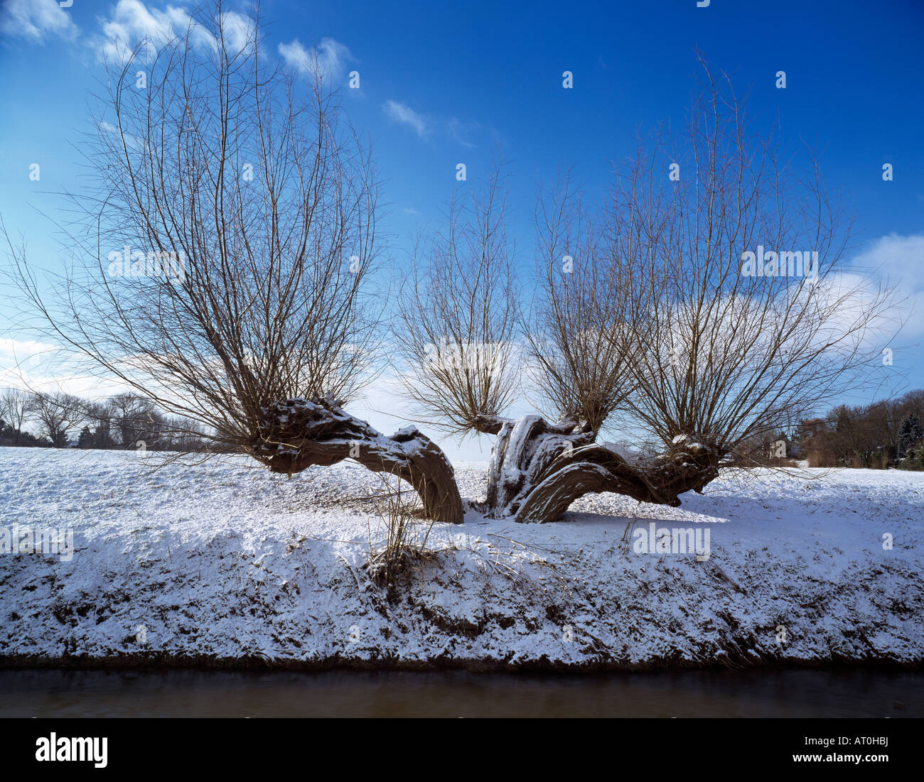 Düsseldorf Kaiserswerth Ortsteil, Niederrheinlandschaft mit Kopfweide im inverno Foto Stock