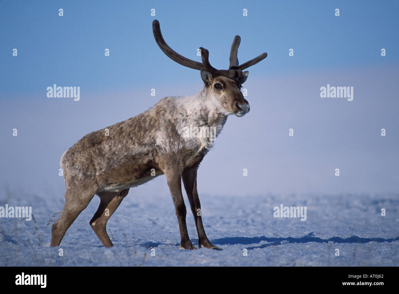 Terra povera caribou Rangifer tarandus bull con corna di velluto 1002 area Arctic National Wildlife Refuge Alaska Foto Stock