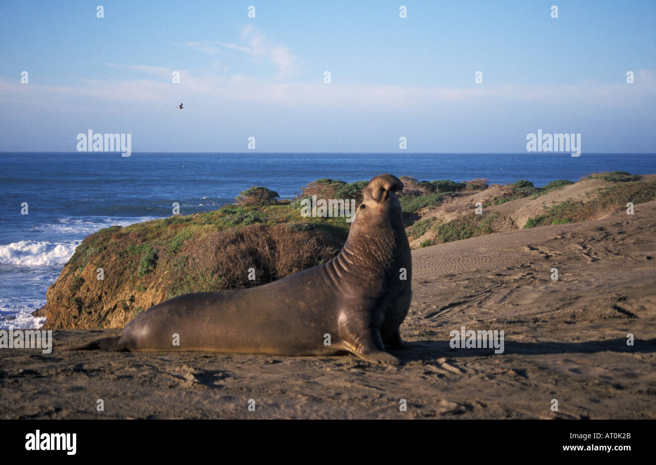 Northern guarnizione di elefante Mirounga angustirostris bull chiamando su di una duna di sabbia San Simeon California Foto Stock