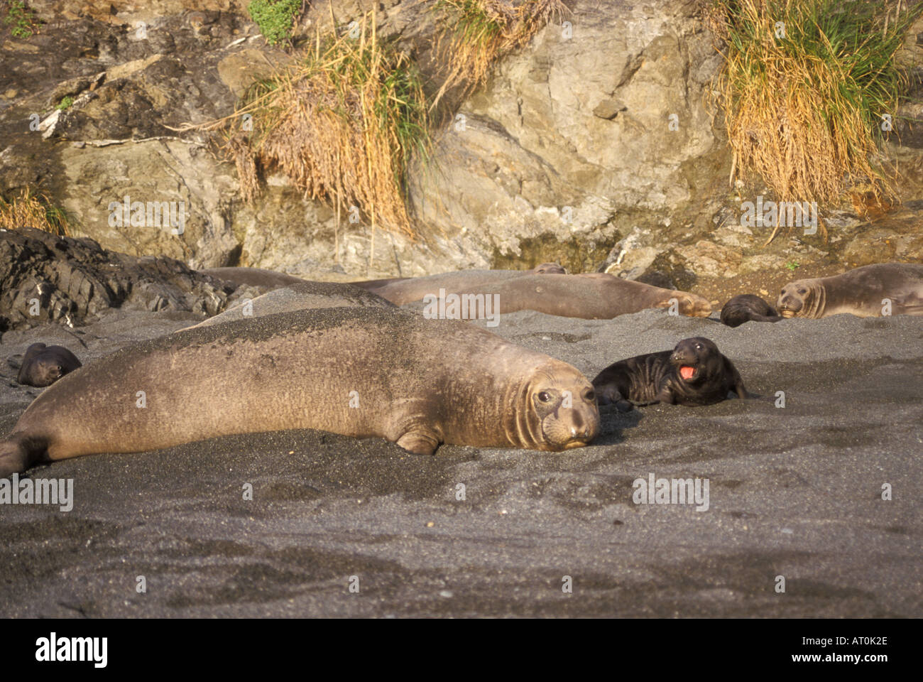 Northern guarnizione di elefante Mirounga angustirostris mucca con la neonata su una spiaggia San Simeon California del Nord Pacifico Foto Stock