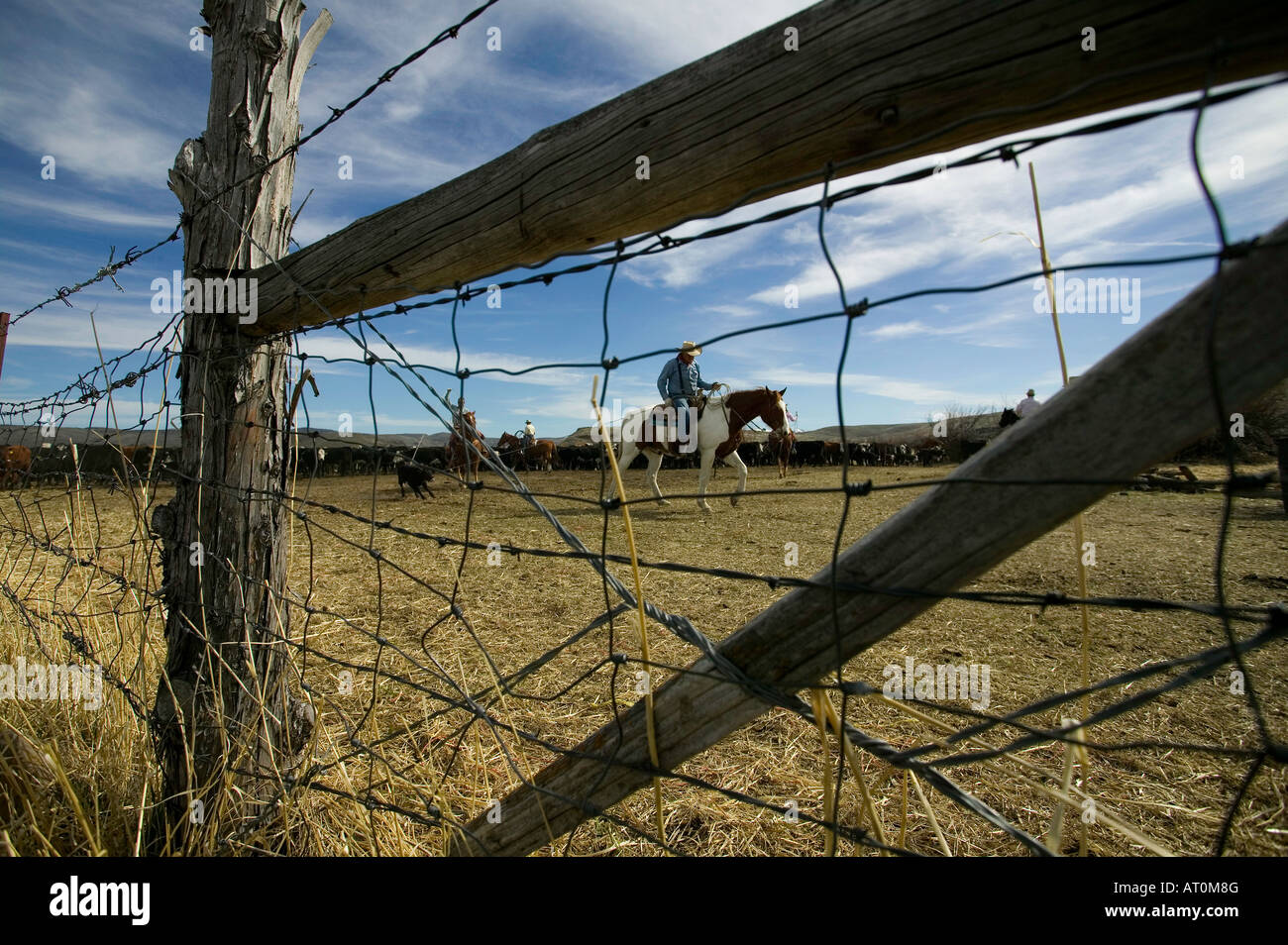 Signor Cowboy marca bovini sul Hanley Ranch nel cuore del paese di ioni Jordan Valley Oregon Foto Stock