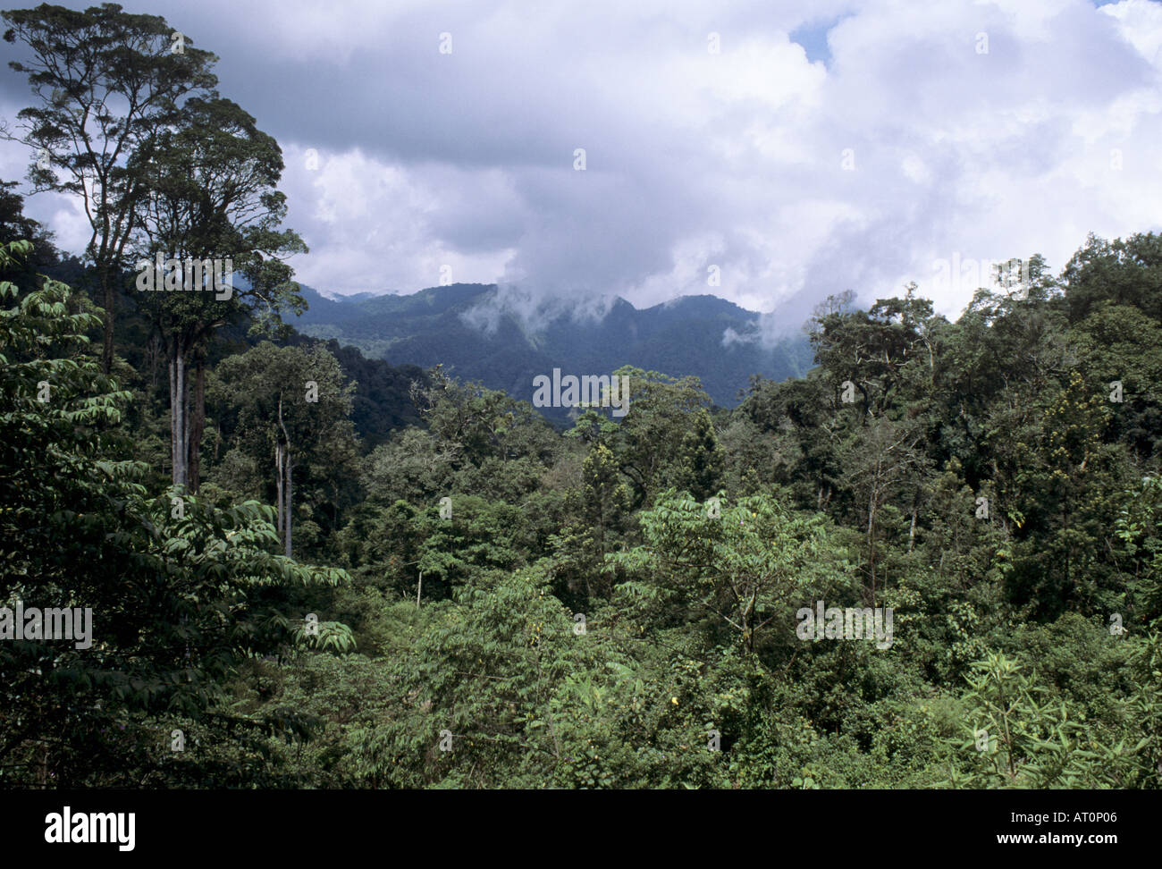 La foresta pluviale di pianura a Berastagi, Sumatra, Indonesia Foto Stock