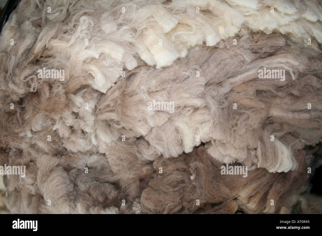 Il vello di pecora. Il Galles centrale REGNO UNITO Foto Stock