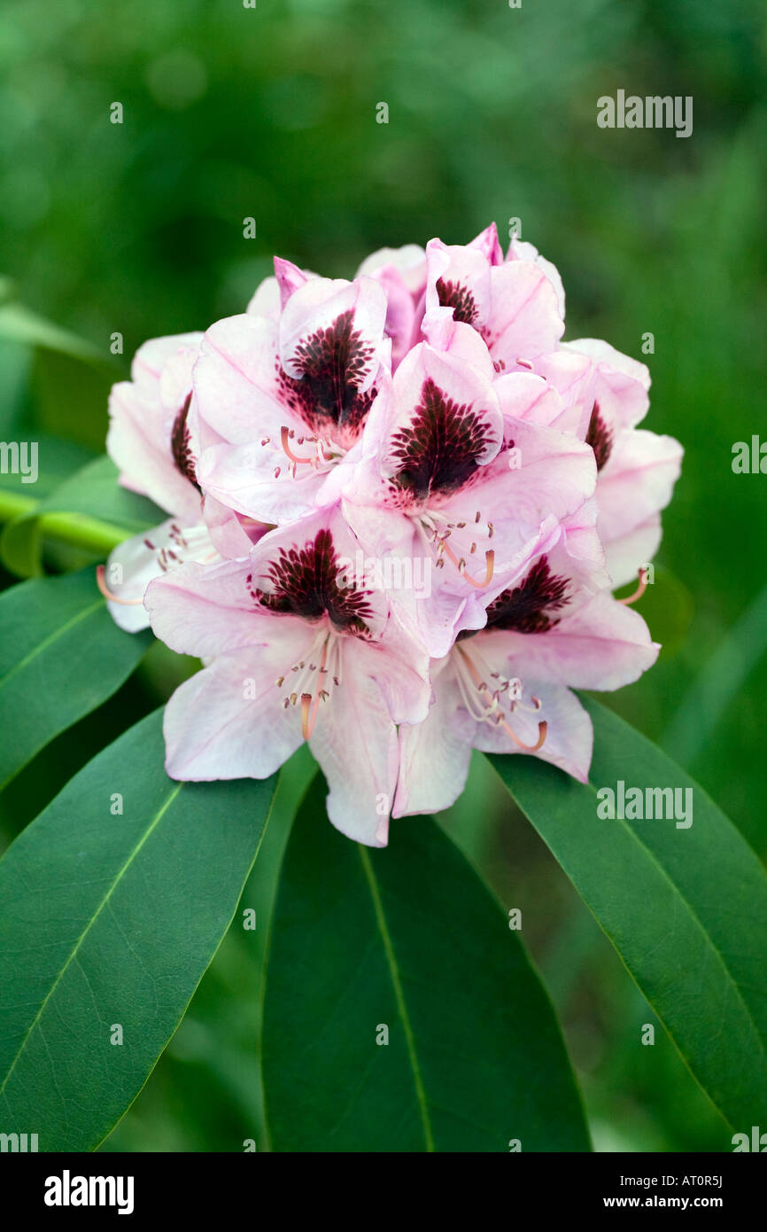 Rhododendron Sinogrande, Ericaceae Foto Stock