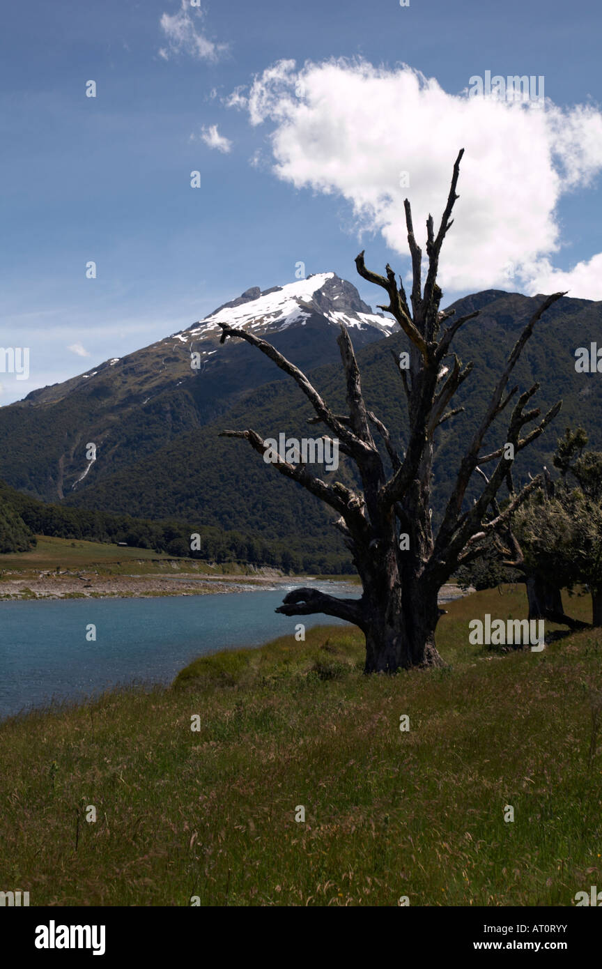 La Siberia esperienza bush a piedi attraverso la valle Wilkin nel montare gli aspiranti World Heritage National Park, Isola del Sud, Nuova Zelanda Foto Stock