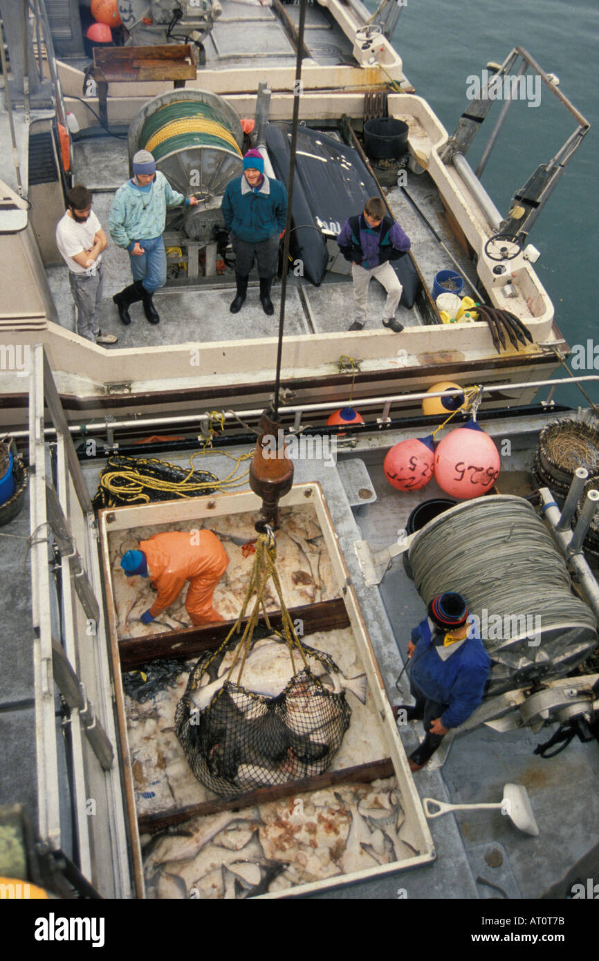 La pesca commerciale carico off dopo l'ultimo 24 ora pacifico Ippoglosso atlantico Hippoglossus stenolepis assolcatore Fodera lunga Homer Spit Alaska Foto Stock