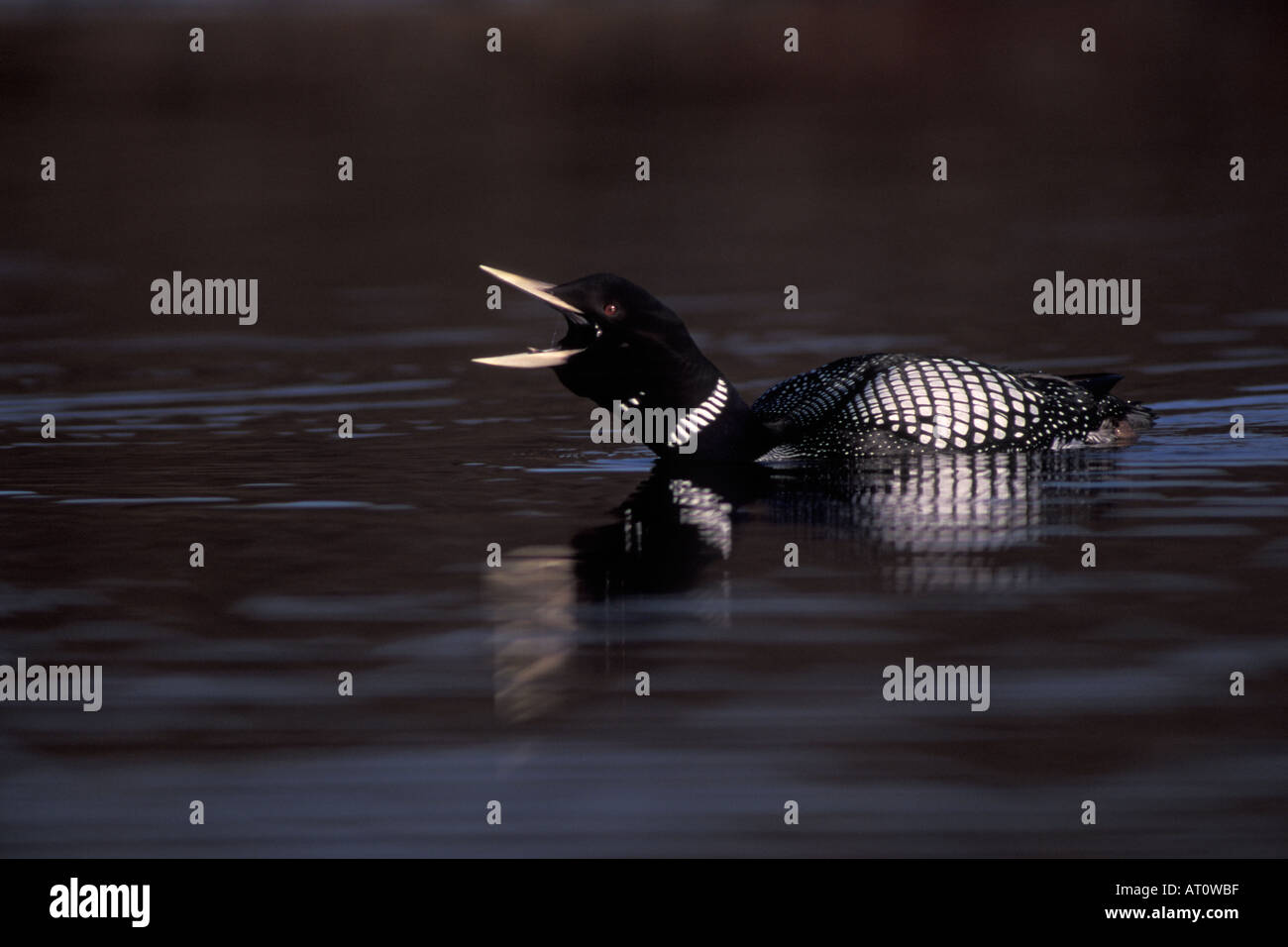 Giallo fatturati loon Gavia adamsii invita un lago in primavera artico centrale versante nord del Brooks Range Alaska Foto Stock