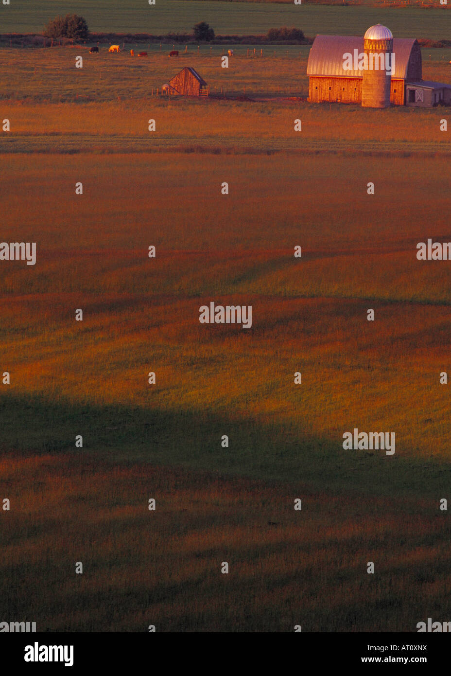 La laminazione di campi di grano sembra un tappeto di velluto in Idaho Palouse paese Foto Stock