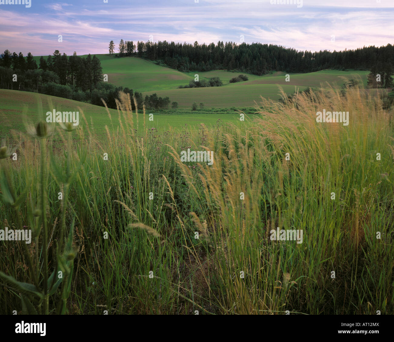 Verdi campi di rotolamento nestle accanto alle pinete in nord Idaho s classico paese Palouse Foto Stock