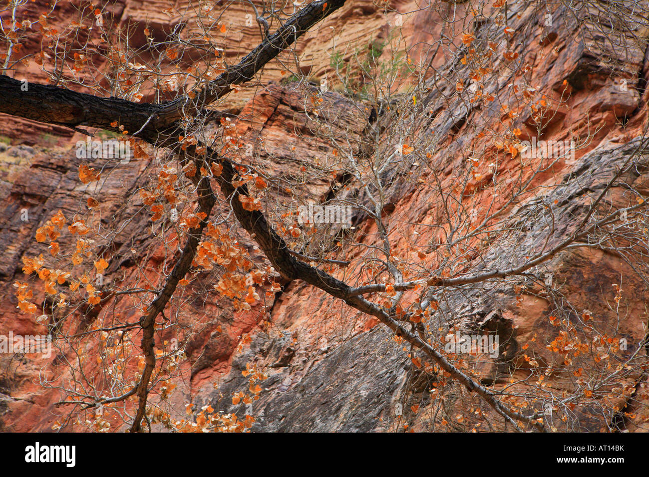 ROCK RED GRAND CANYON CLEAR CREEK CANYON ROCKY pietra design pattern natura astratta naturale deserto sud-ovest sudovest 219 27 Foto Stock