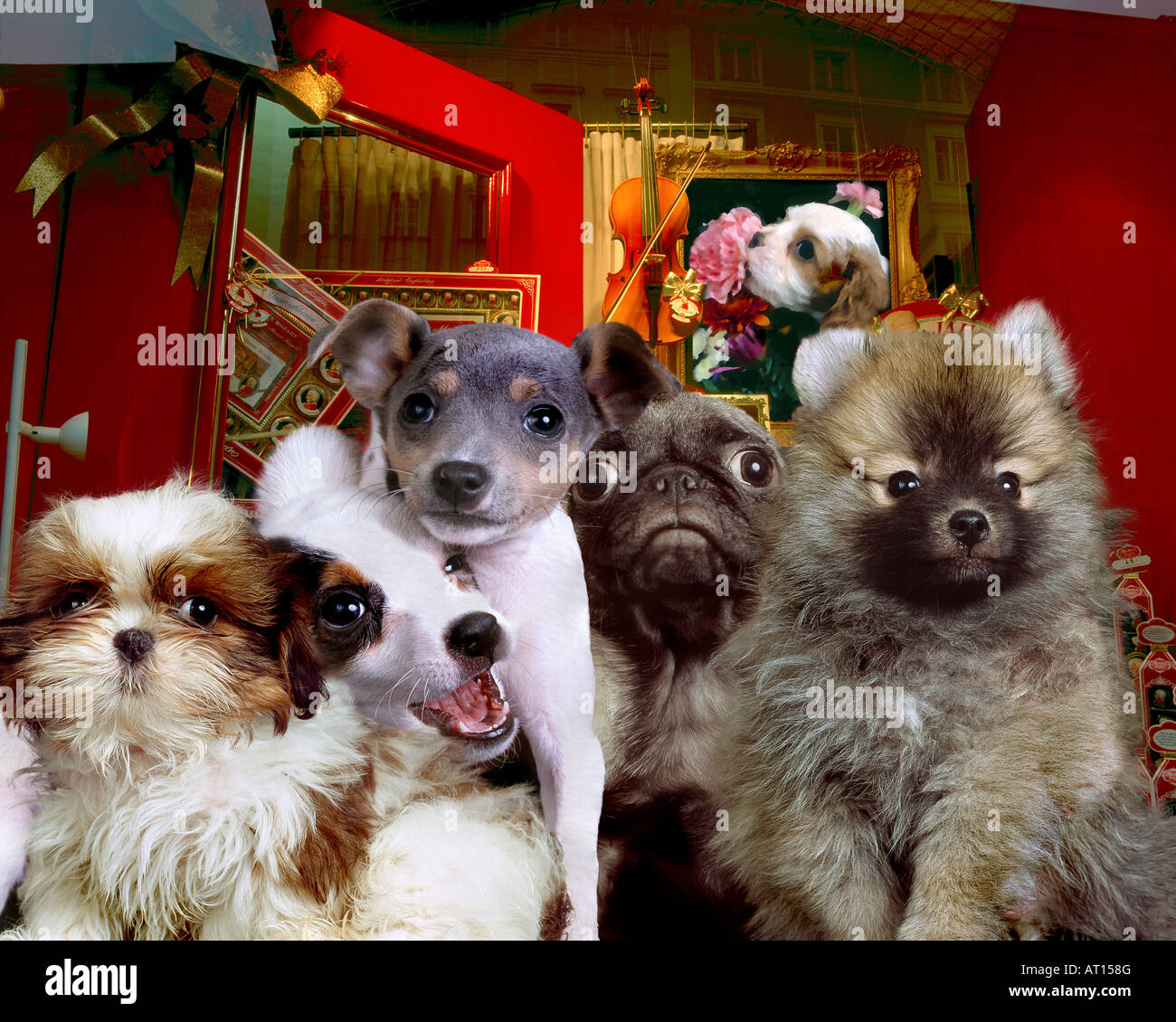 Un gruppo di cuccioli Foto Stock