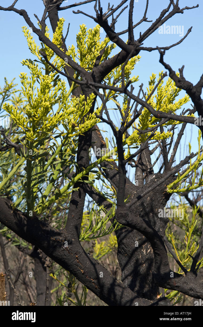 Western Australian albero di Natale (Nuytsia floribunda) fiori, ri-cresce dopo fire Fitzgerald River National Park Australia ott Foto Stock
