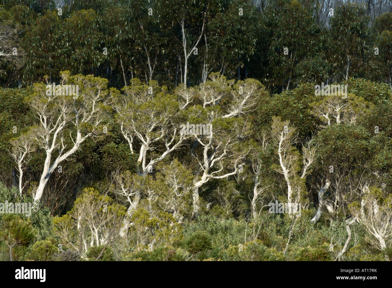Ecualyptus cresce lungo Hamersley Drive Fitzgerald River National Park Western Australia Ottobre Foto Stock