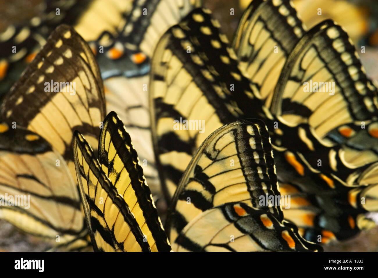 Un astratto raccolta di farfalle Swallowtails Tiger Foto Stock