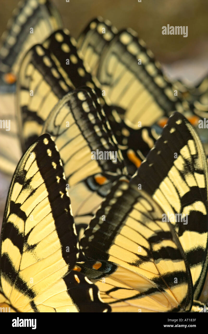 Un astratto raccolta di farfalle Swallowtails Tiger Foto Stock