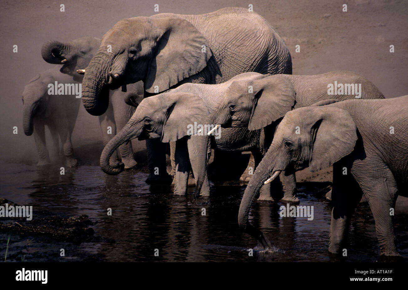 Elefanti a Klein Namutoni Waterhole Etosha National Park Namibia Foto Stock