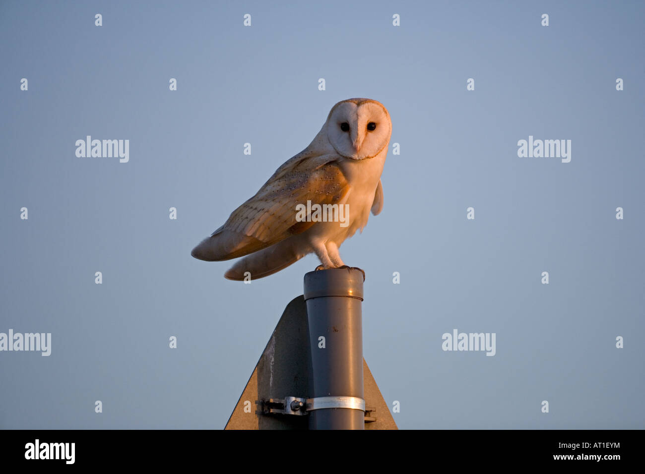 Barn Owl Titto alba caccia lungo una corsia di campagna al crepuscolo Foto Stock