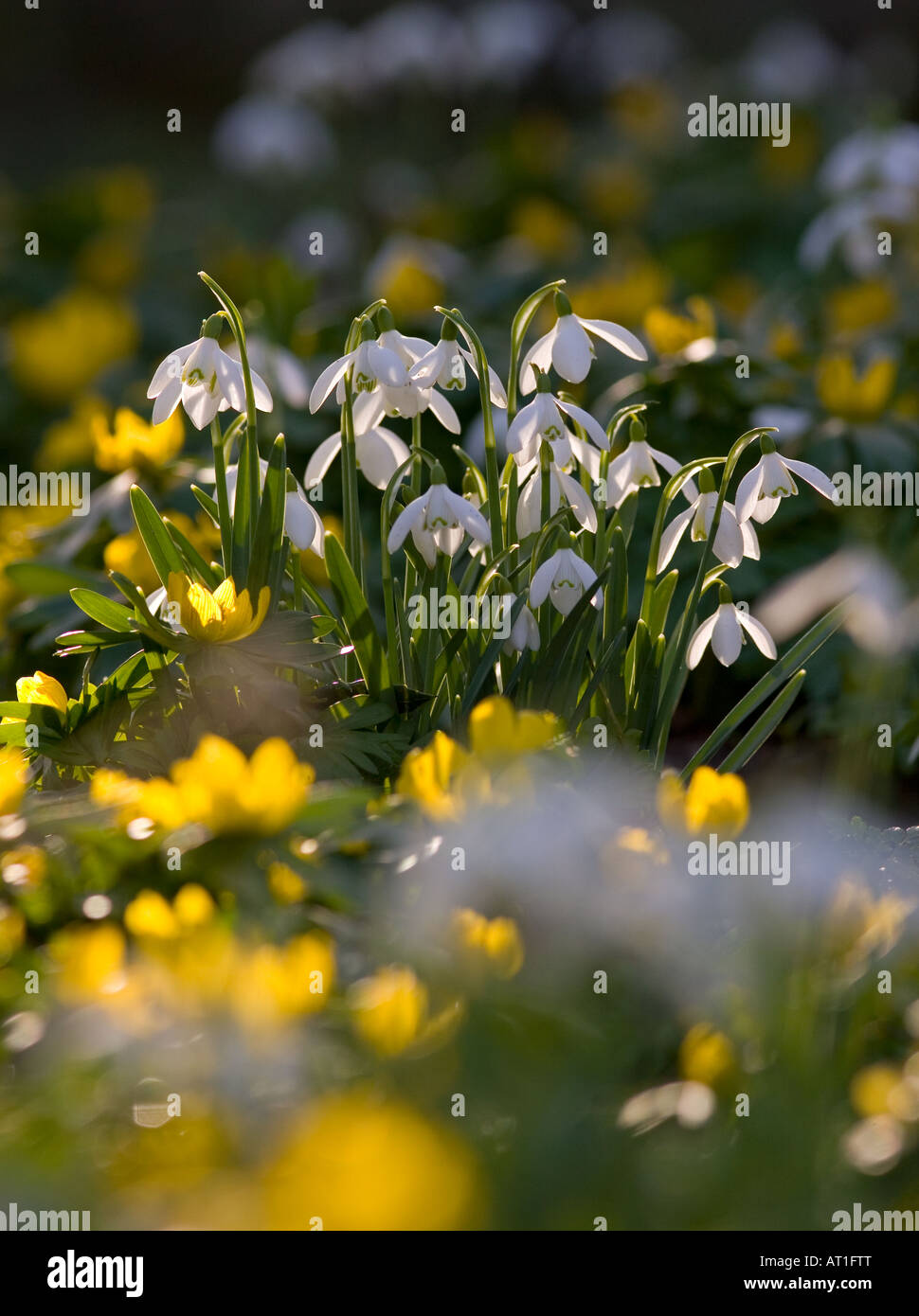 Snowdrops e aconiti invernali in fiore nel giardino di bosco in febbraio Foto Stock