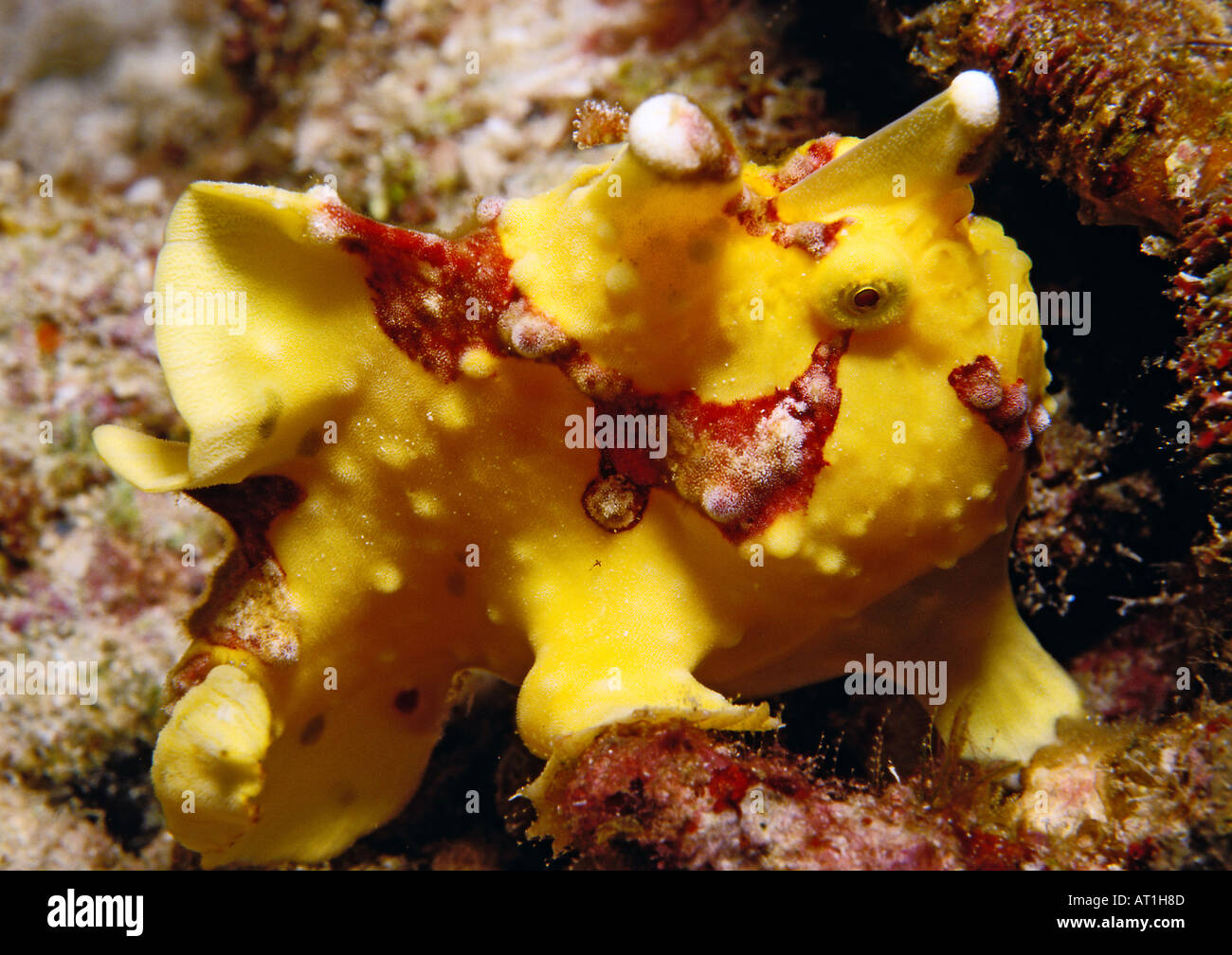 Antennarius maculatus rana pagliaccio pesci Pesci Oceano Indiano Foto stock  - Alamy