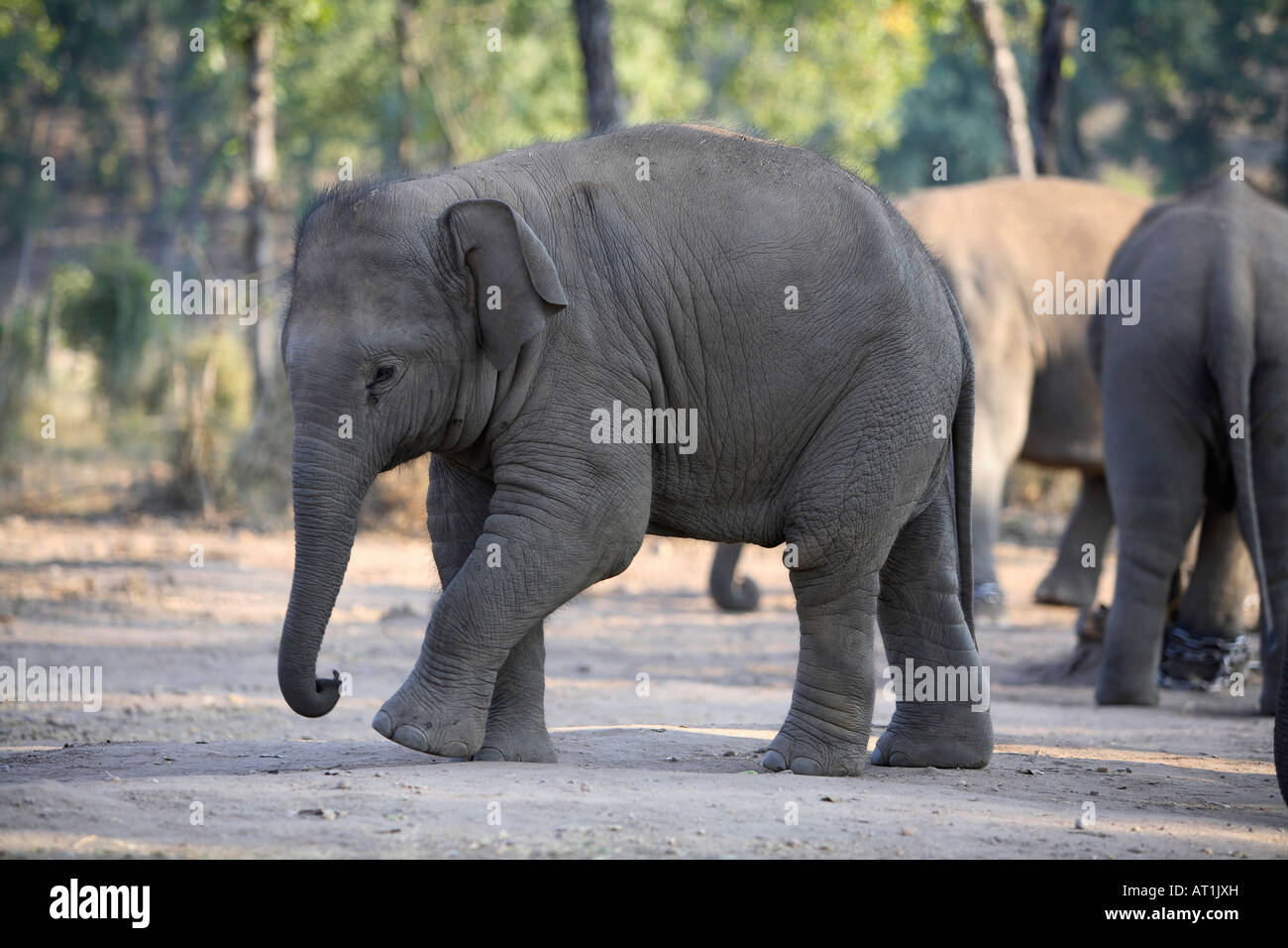 Giovani elefanti Elephas maximus, a Bandhavgarh National Park, Madya Pradesh, India. Foto Stock