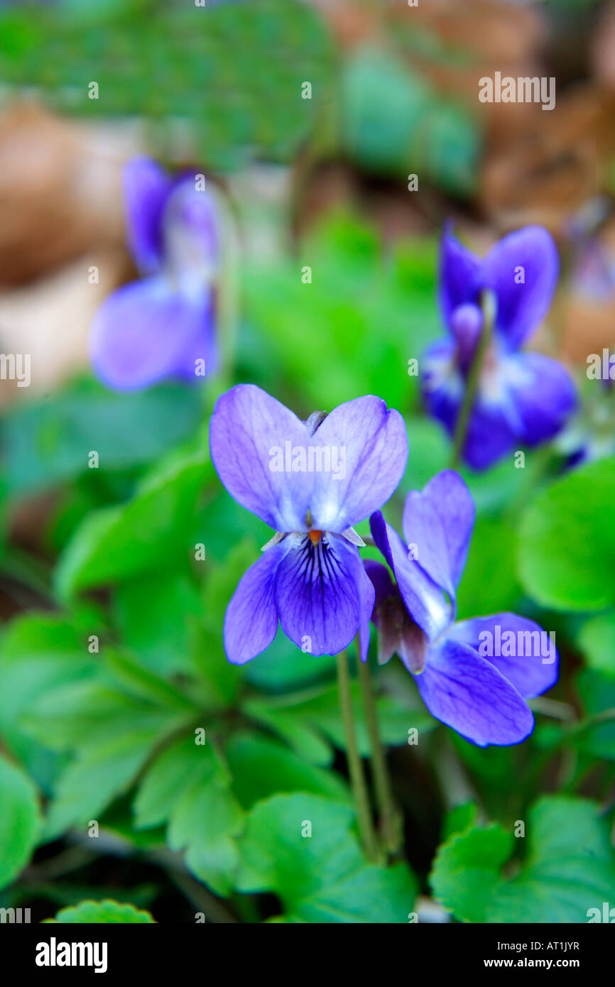 Dolce fiore Viola Viola odorata sul terreno calcareo woodland Cambridgeshire England Regno Unito Regno Unito Foto Stock