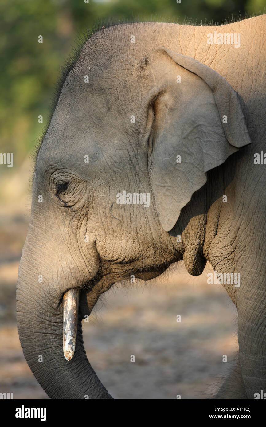 Giovani elefanti Elephas maximus, a Bandhavgarh National Park, Madya Pradesh, India. Foto Stock