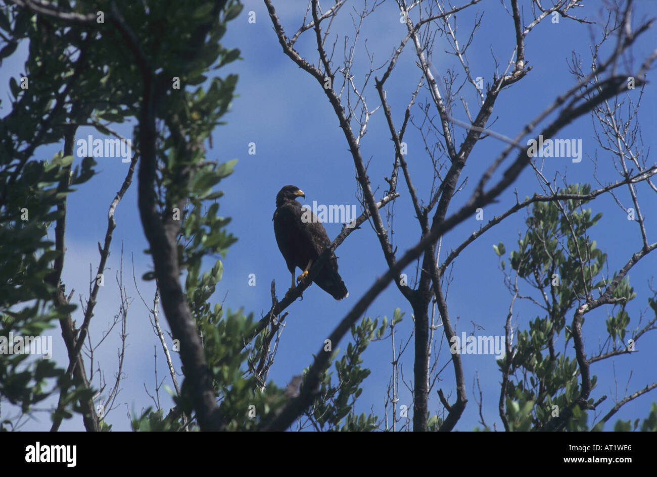 Buteolgallus anthracinus Cienaga di Zapata Matanzas Cuba Foto Stock