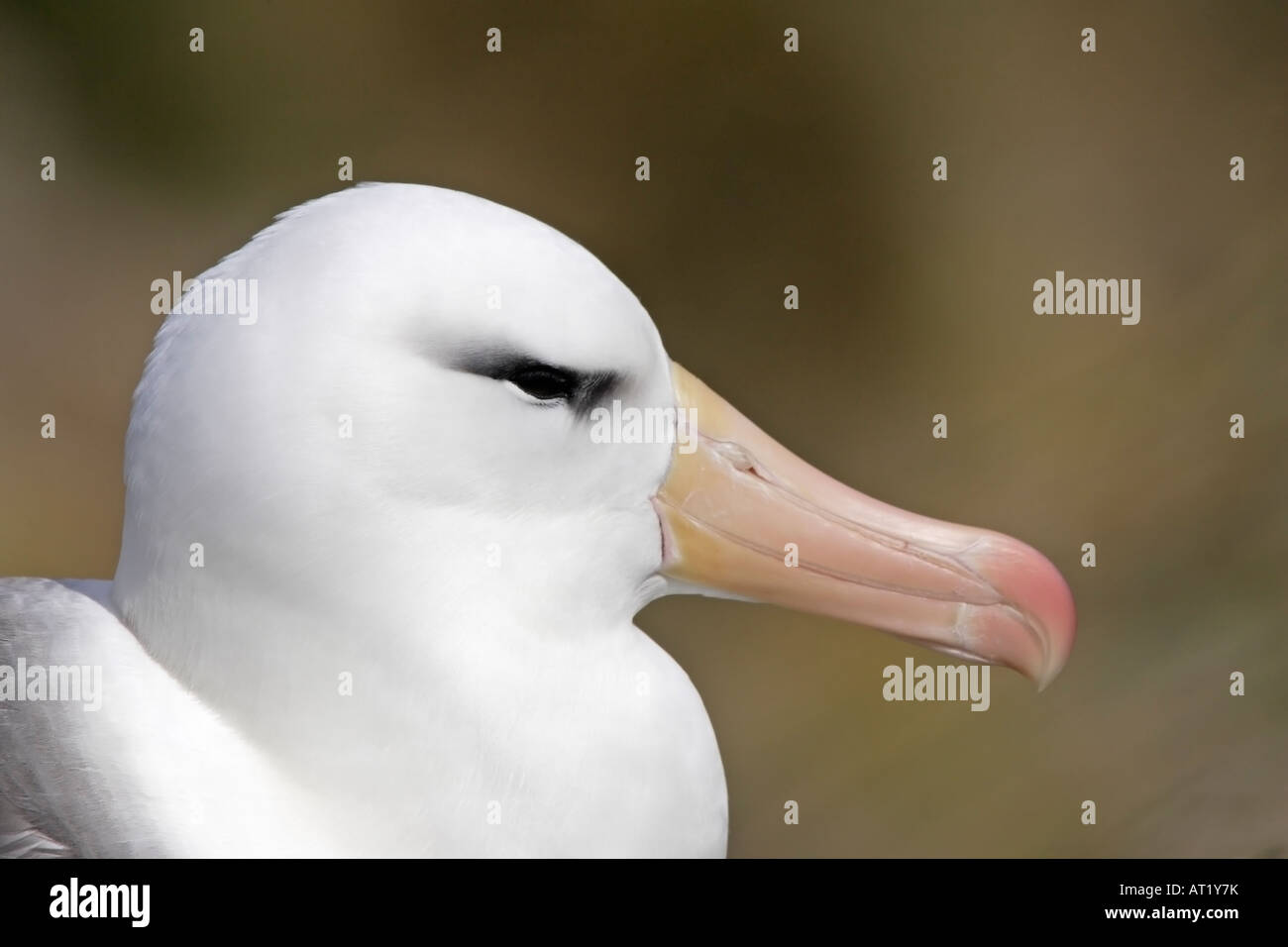 Nero Browed Albatross nuova isola Isole Falkland Foto Stock