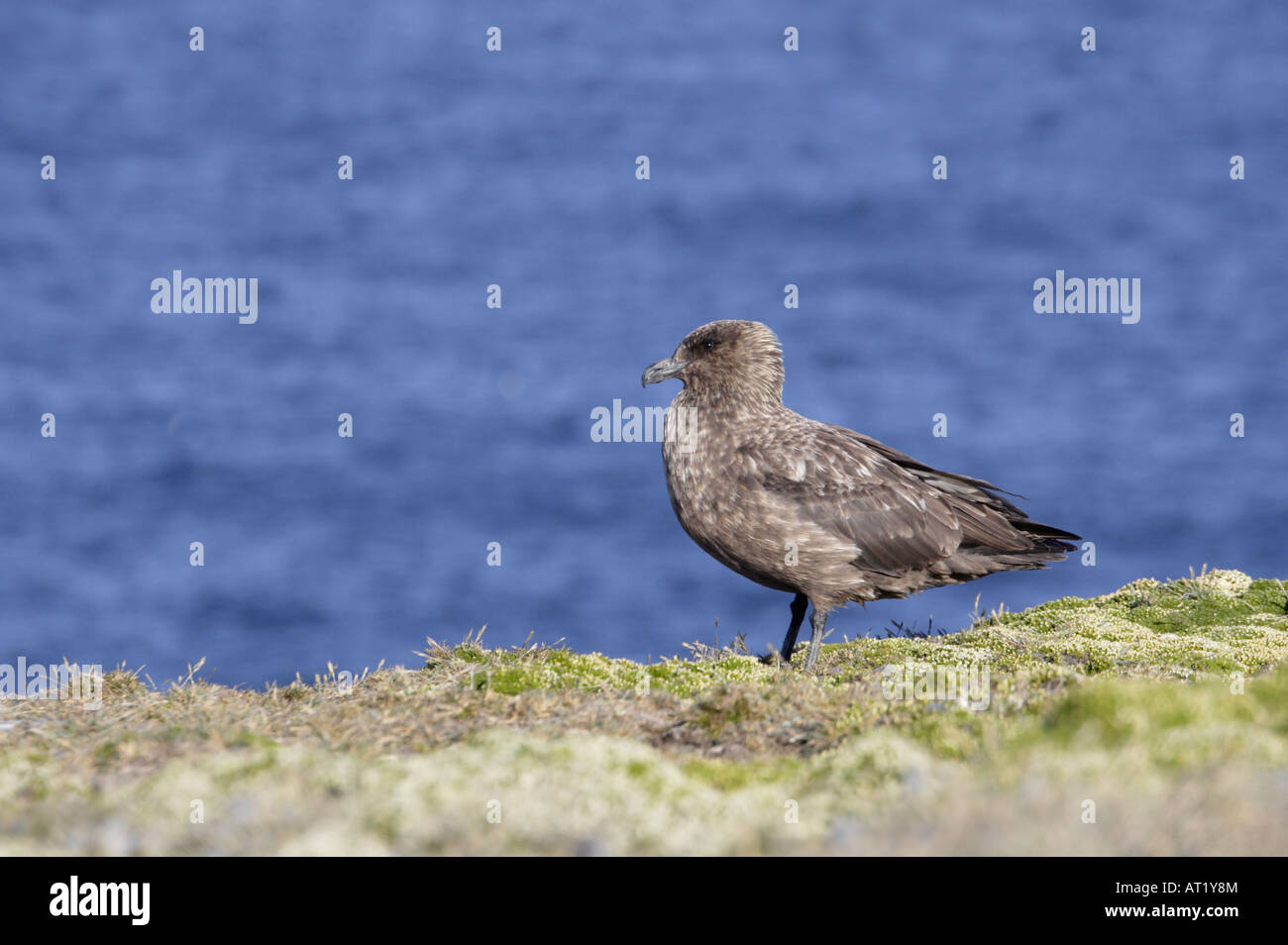 Skua marrone nuova isola Falkland Foto Stock