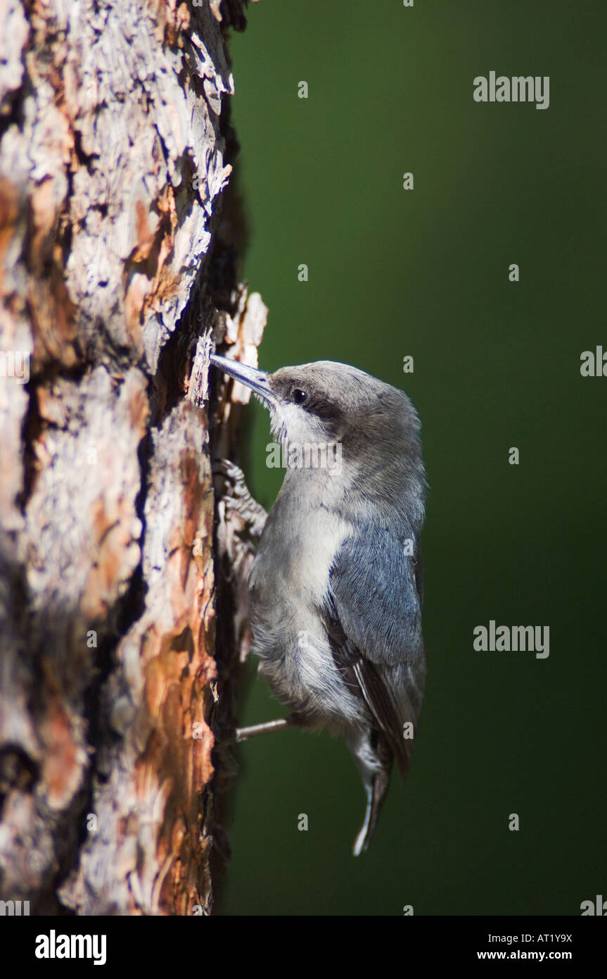 Pigmeo di picchio muratore Sitta pygmaea adulto arrampicata su albero di pino Rocky Mountain National Park Colorado USA Giugno 2007 Foto Stock