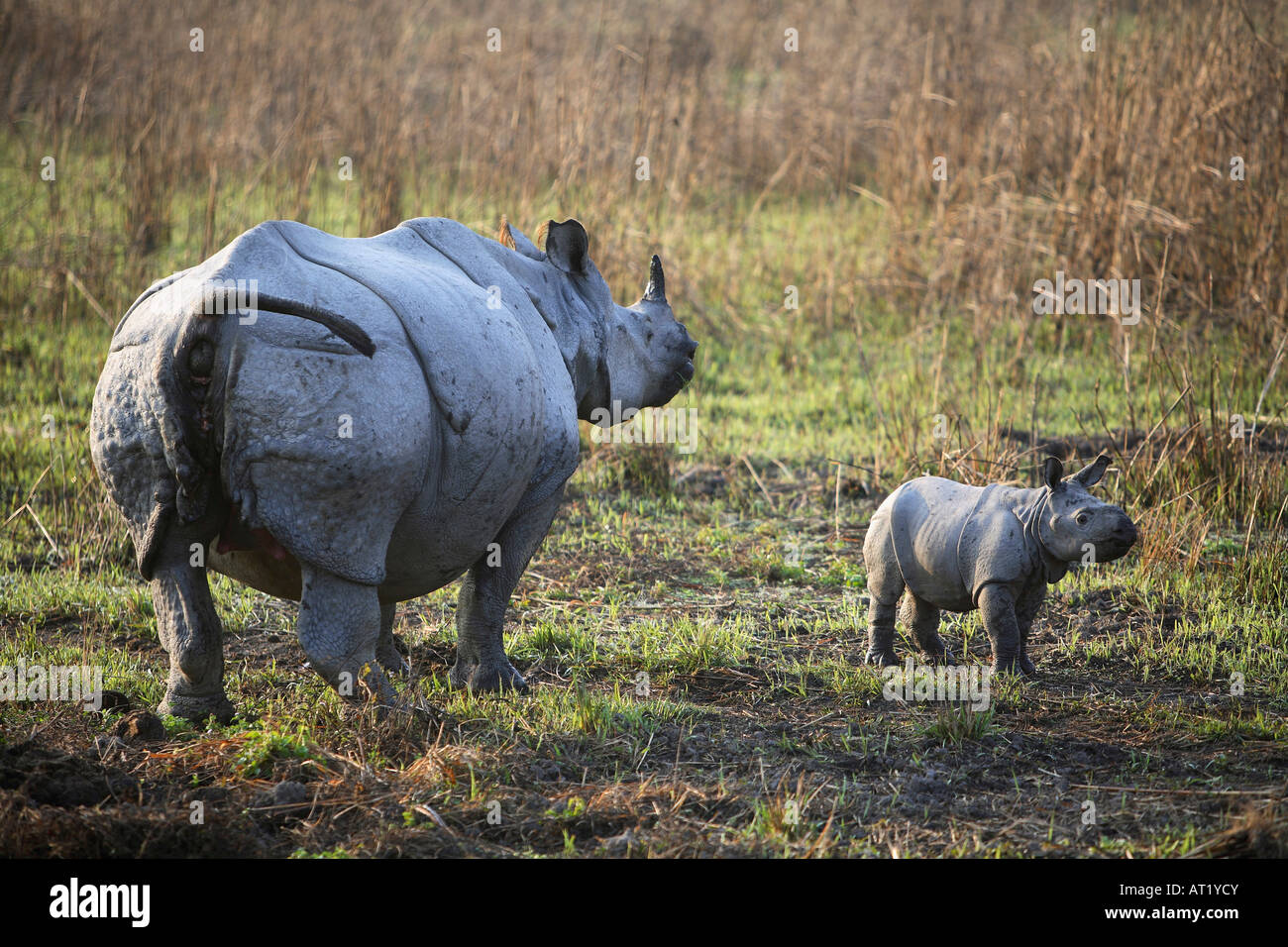 Una femmina a Corno di rinoceronte, Rhinoceros unicornis, con quindici giorni youngone presso il Parco Nazionale di Kaziranga, Assam, India. Foto Stock