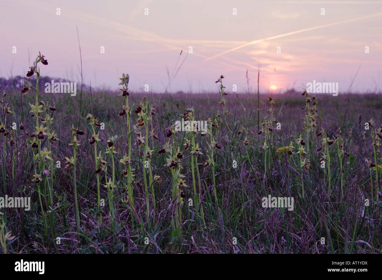 Piccola Spider Orchid Ophrys araneola pianta che fiorisce in habitat il Parco Nazionale del lago di Neusiedl Burgenland Austria Aprile 2007 Foto Stock
