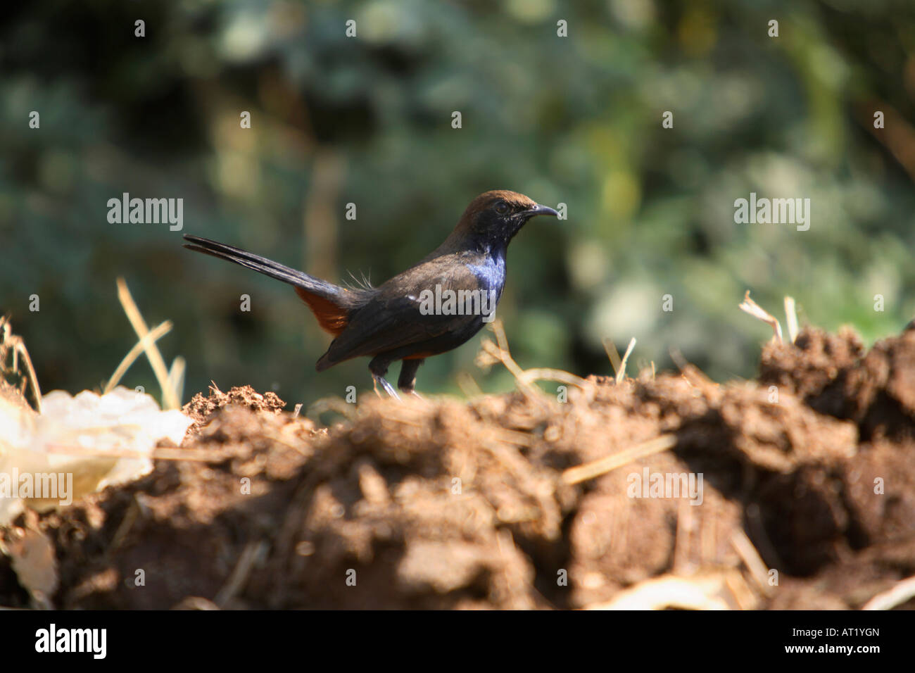 Indian Robin, Saxicoloides fulicata seduti sulla discarica di rifiuti al santuario Velavadar, Gujrat, India. Foto Stock