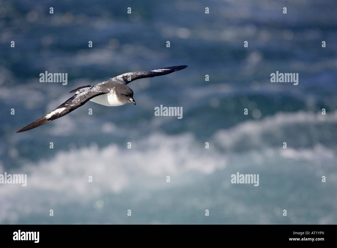 Cape Petrel in volo Foto Stock