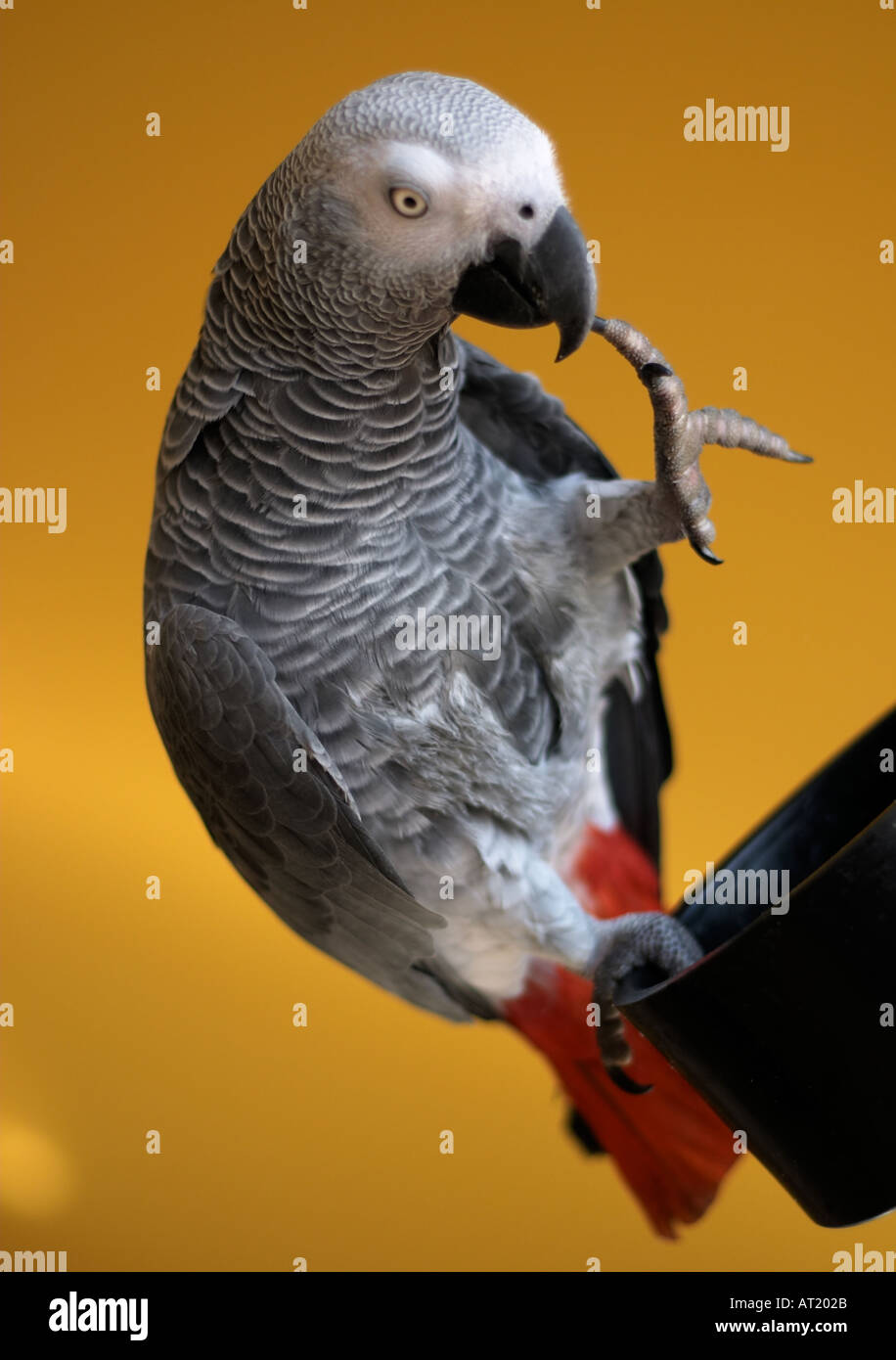Pappagallo grigio africano Foto Stock
